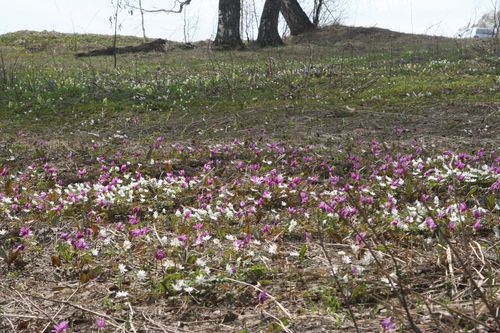 Anemone altaica, photograph 3