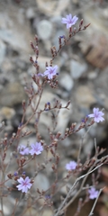 Limonium heraionense
