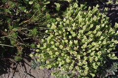 Crassula ericoides ericoides