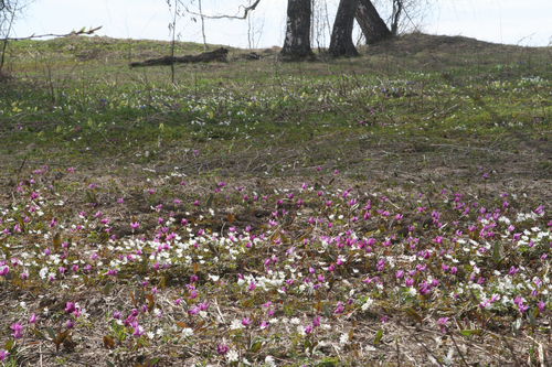Anemone altaica, photograph 4