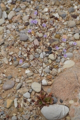 Limonium heraionense