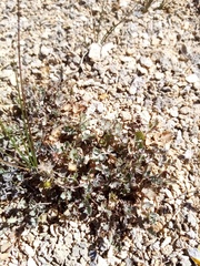 Gingidia enysii