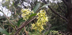 Anodendron affine