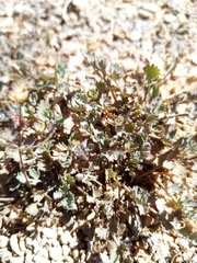 Gingidia enysii