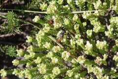 Crassula ericoides ericoides