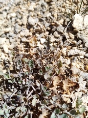 Gingidia enysii