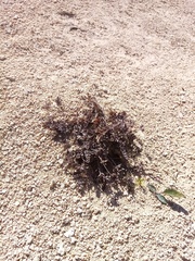 Gingidia enysii