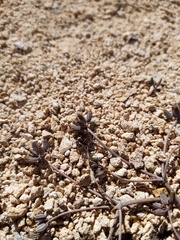 Gingidia enysii