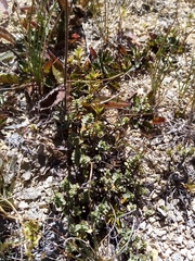 Gingidia enysii