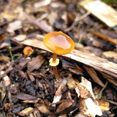 Pholiotina gracilenta