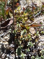 Gingidia enysii