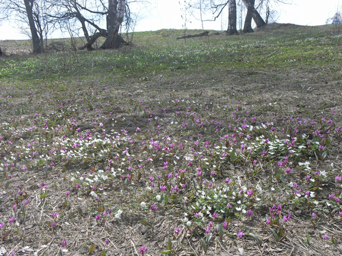 Anemone altaica, photograph 5