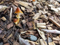 Pholiotina gracilenta