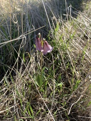 Fritillaria striata