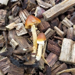Pholiotina gracilenta