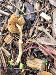 Pholiotina gracilenta