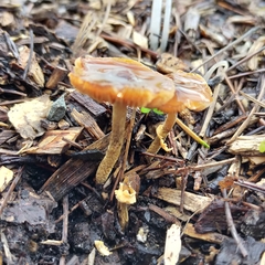 Pholiotina gracilenta