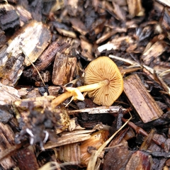 Pholiotina gracilenta