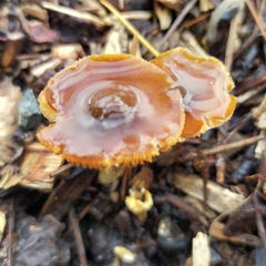 Pholiotina gracilenta