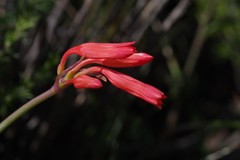 Cyrtanthus staadensis