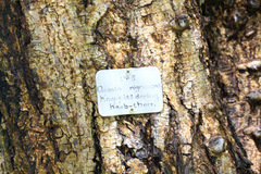 Senegalia nigrescens