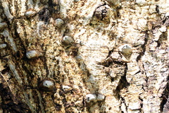Senegalia nigrescens