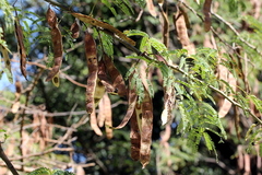 Senegalia nigrescens