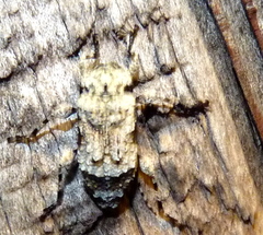 Leptostylus asperatus