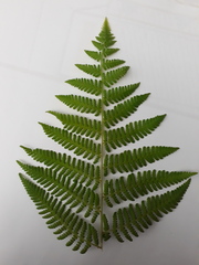 Hypolepis dicksonioides