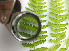 Hypolepis dicksonioides