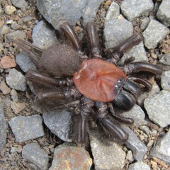 Porrhothele antipodiana