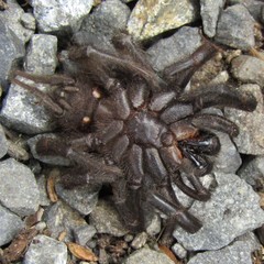 Porrhothele antipodiana