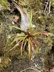 Dracophyllum traversii