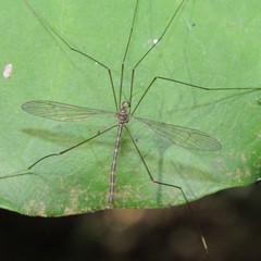 Limnophilella delicatula