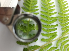 Hypolepis dicksonioides