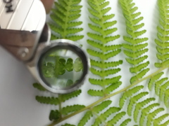 Hypolepis dicksonioides