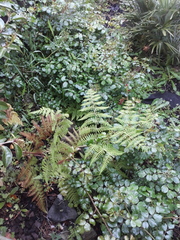 Hypolepis dicksonioides