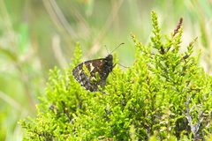 Hipparchia miguelensis