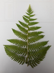 Hypolepis dicksonioides