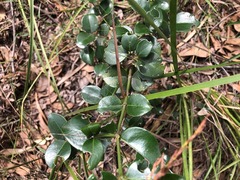 Psydrax odorata buxifolia