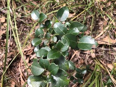 Psydrax odorata buxifolia