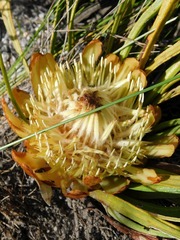 Protea scabra