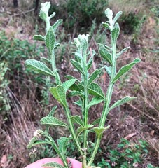 Pterocaulon redolens