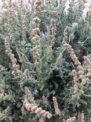Extriplex californica