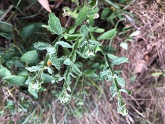 Pterocaulon redolens