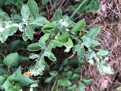 Pterocaulon redolens