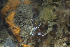 Rhynchocinetes australis