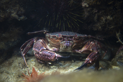 Nectocarcinus