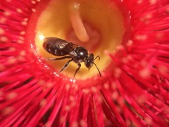 Lipotriches ferricauda