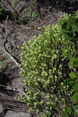 Crassula ericoides ericoides
